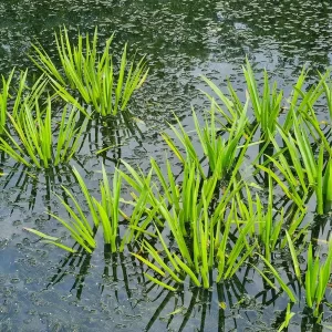 stratiotes-aloides-Water-Soldier-water-pineapple-4