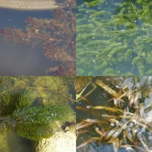 Submerged oxygenating plants