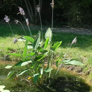 thalia dealbata Powdery Alligator Flag