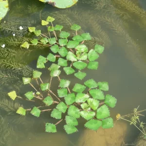 trapa natans Water Chestnut