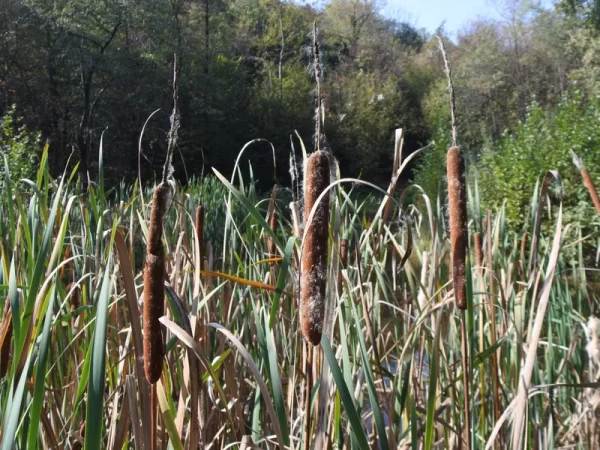 Stunning Closeup Of Broadleaf Cattail Typha Latifolia In A Lush Wetland Ecosystem Detailed Macro Photography Captivating Image379473937