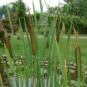 typha latifolia broadleaf cattail common bulrush