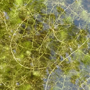utricularia vulgaris Common bladderwort
