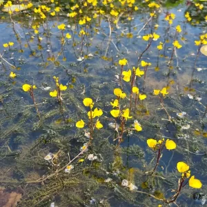 utricularia vulgaris Common bladderwort