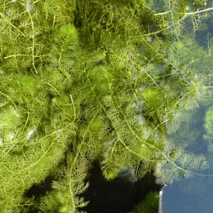 utricularia vulgaris Common bladderwort