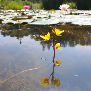 utricularia vulgaris Common bladderwort