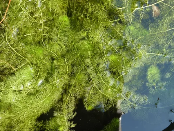 utricularia vulgaris Common bladderwort