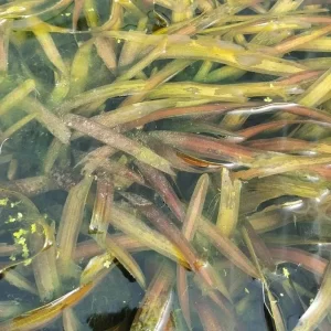 vallisneria gigantea Eel Grass