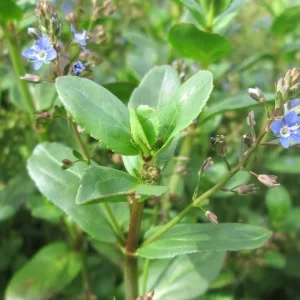 veronica beccabunga European speedwell Brooklime