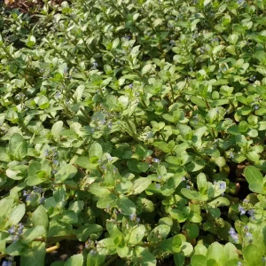 veronica beccabunga European speedwell Brooklime