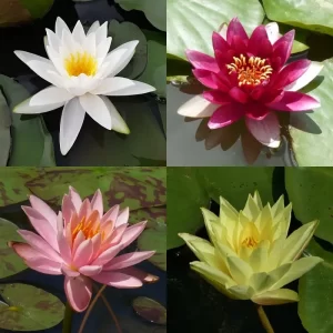 Water lilies