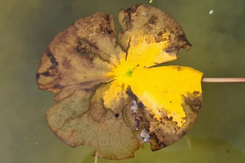 water lily yellow leaves