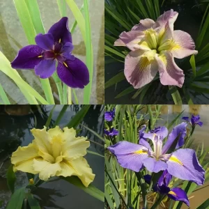 Water irises