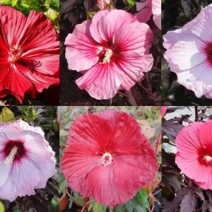 hibiscus moscheutos