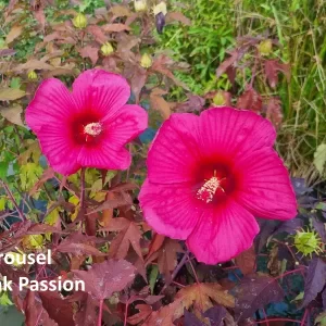 Hibiscus moscheutos - Aquatic Plants Nursery