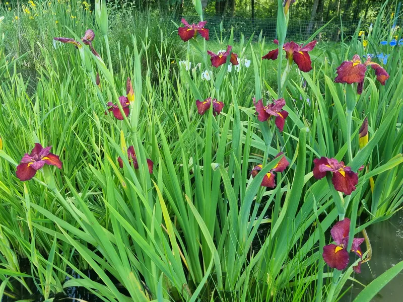 Iris louisiana ‘Ann Chowning’ - Aquatic Plants Nursery