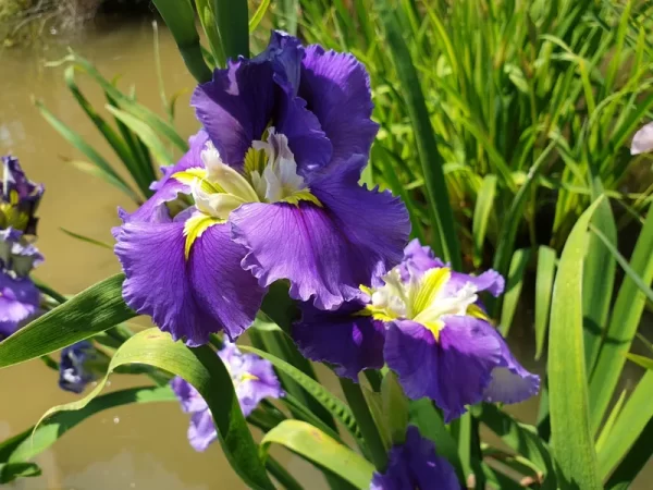Iris louisiana 'Ginny's Choice' - Aquatic Plants Nursery