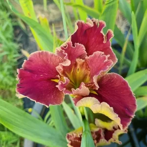 Iris louisiana Hail Mary