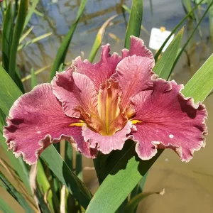 Iris louisiana Hail Mary