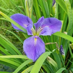 Iris Louisiana 'Ruth Holleyman' - Aquatic Plants Nursery