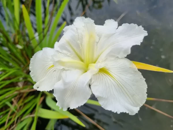 Iris louisiana 'White Umbrella' - Aquatic Plants Nursery