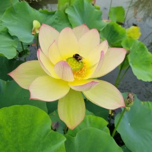 Lotus Nelumbo 'Sunrise Brocade' - Aquatic Plants Nursery