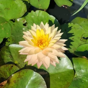 nymphaea bangkok sun spark