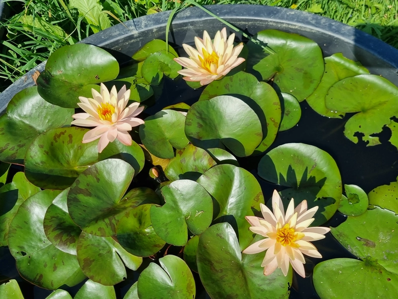 Nymphaea 'Bangkok Sunshine' Water Lily Aquatic Plants Nursery