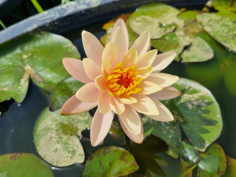 aquaticplants.org/p/nymp...