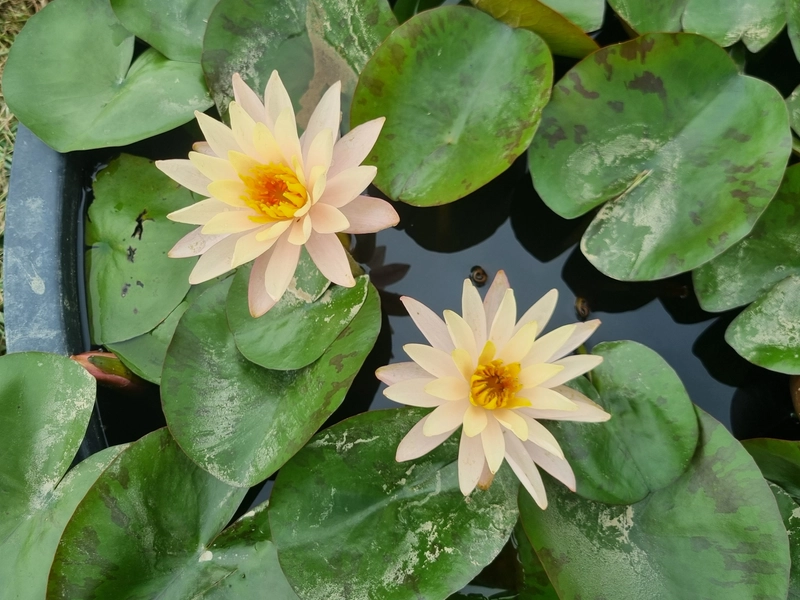 Nymphaea 'Bangkok Sunshine' Water Lily Aquatic Plants Nursery