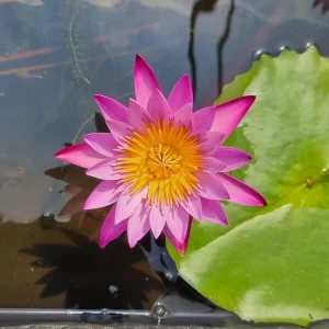 nymphaea dangmamuea