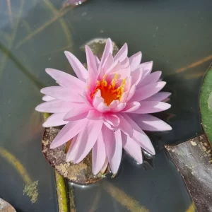 nymphaea jakkapan