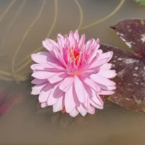 nymphaea jakkapan