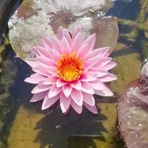 Nymphaea 'Nipaporn' Water Lily - Aquatic Plants Nursery