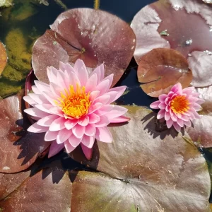 Nymphaea 'Nipaporn' Water Lily - Aquatic Plants Nursery