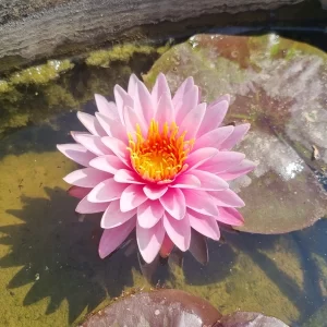 Nymphaea 'Nipaporn' Water Lily - Aquatic Plants Nursery