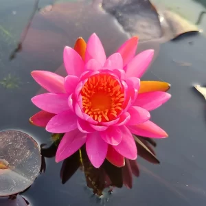 nymphaea siriporn