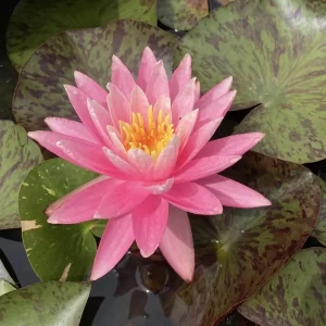 nymphaea white hot