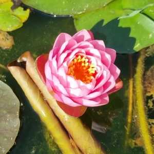 nymphaea wichaya