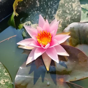 nymphaea millenium pink