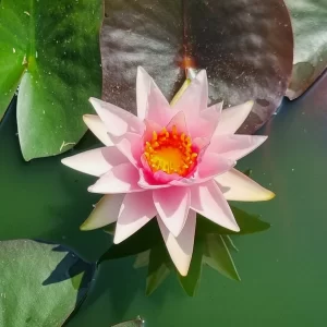 nymphaea millenium pink