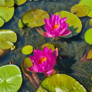 Nymphaea Nareerat Water Lily
