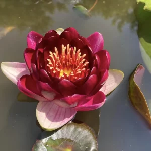 nymphaea perry's deepest red