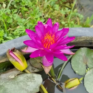 Nymphaea Thailand Purple Water Lily