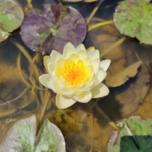 nymphaea yolta
