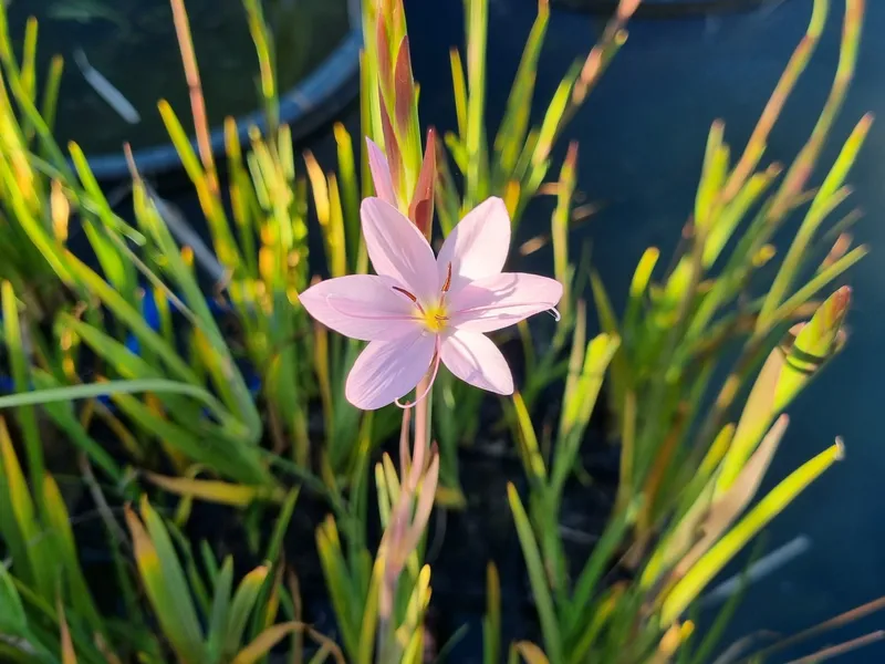 Schizostylis discount