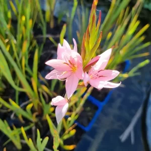 schizostylis coccinea mrs hegarty