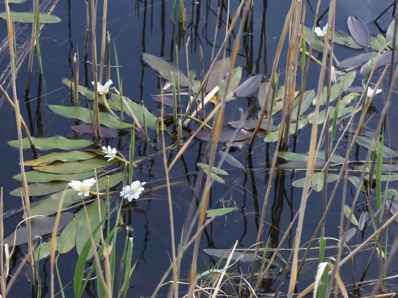 Aponogeton distachyos (Capepondweed, Water hawthorn) Aquatic Plants