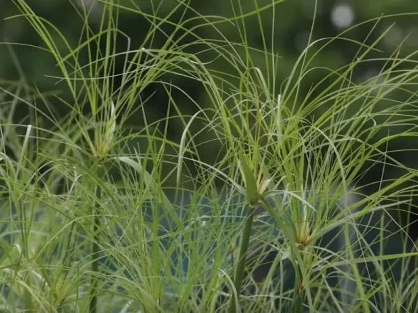 Cyperus giganteus (Piripiri) - Aquatic Plants Nursery