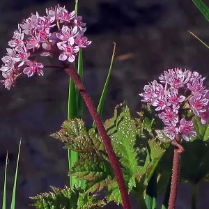 darmera peltata Indian rhubarb umbrella plant